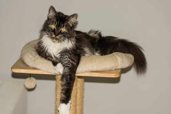 Black White Fluffy Maine Coon Cat Cat Bed Paw Looks — Stock Photo, Image