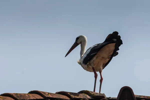 Unique Cigogne Debout Sur Toit Rouge Regarde Vers Sol Avec — Photo