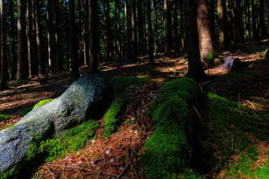 Avustralya ormanında taze yeşil yosunların altındaki kayalar.