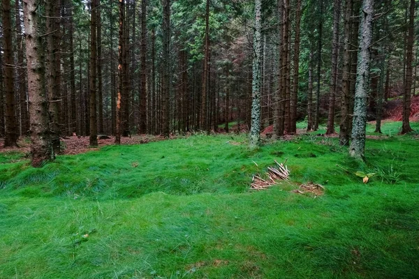 Grama Fresca Verde Enquanto Caminhadas Floresta Áustria Férias — Fotografia de Stock