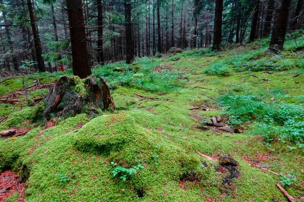 Зеленый Свежий Мох Растениями Время Прогулки Лесу Летом — стоковое фото