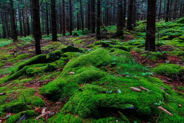 Зелений Мокрий Мох Скелях Під Час Походу Ліс Влітку — стокове фото