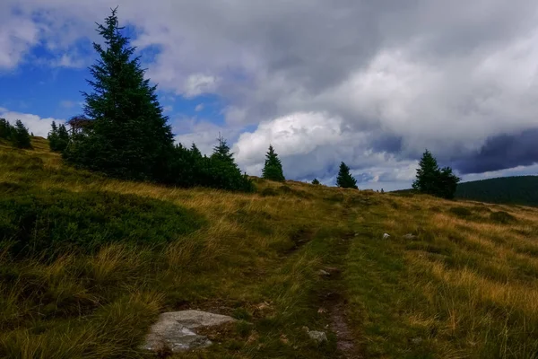 Hiking Path Mountain Grass Plants Single Pine Trees While Hiking — Stock Photo, Image