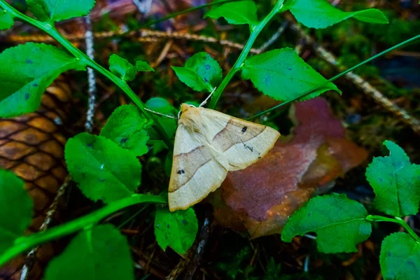 Mały Motyl Siedzi Zielonej Rośliny Lesie — Zdjęcie stockowe