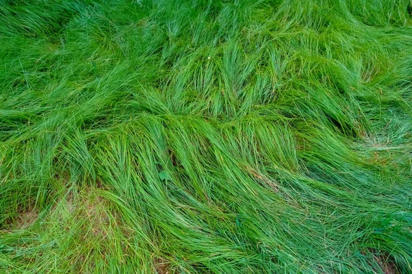 Yazın Ormanda Sağanak Yağmurdan Sonra Harika Taze Yeşil Çimenler — Stok fotoğraf