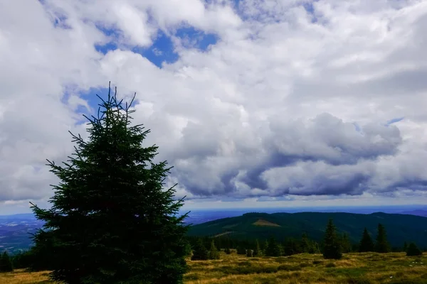 Pins Simples Sur Une Montagne Avec Une Vue Magnifique Sur — Photo