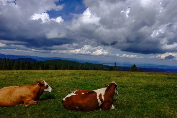 Two Cows Green Meadow While Hiking Mountain Wide View Landscape — Stock Photo, Image
