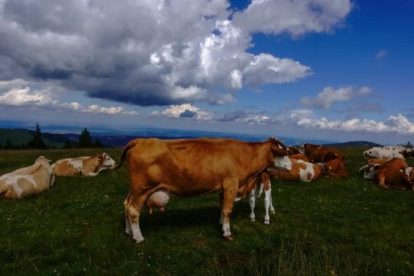 Many Cows Lying Fresh Grass Mountain While Hiking Summer — Stock Photo, Image