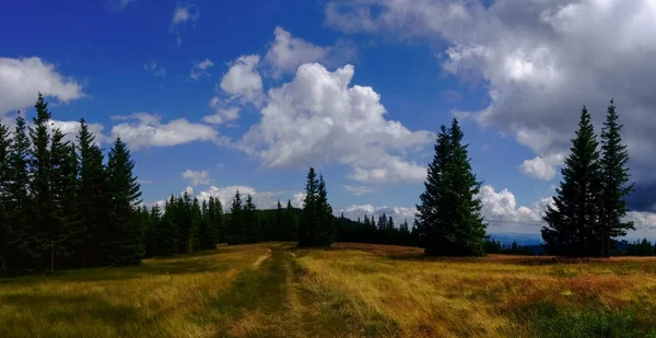 Sentier Travers Nombreux Pins Simples Sur Sommet Une Montagne Avec — Photo