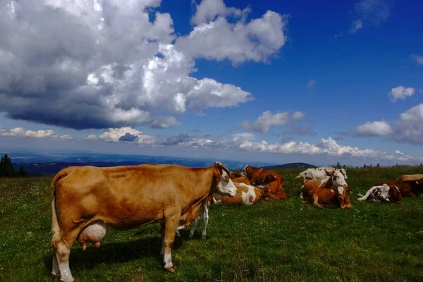 Many Cows Green Meadow Mountain Beautiful Clouds Sky Summer — Stock Photo, Image