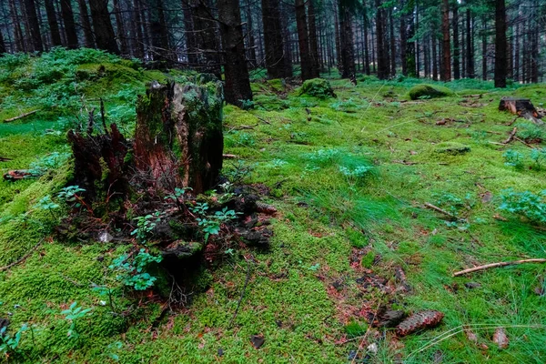 Oude Boomstam Een Bos Met Prachtige Groene Mos Planten Tussen — Stockfoto