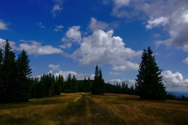 Шлях Через Багато Одиночних Сосен Вершині Гори Чудовим Небом Влітку — стокове фото