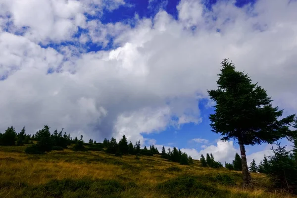 Βουνά Γρασίδι Και Μονά Δέντρα Και Υπέροχα Σύννεφα Καλοκαίρι — Φωτογραφία Αρχείου