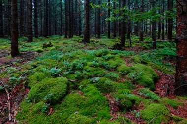 Ormandaki ağaçlar arasında yosun ve bitkilerle harika bir yeşil doğa.