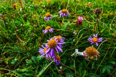 Yazın yürürken yeşil bir çayırda harika leylak çiçekleri