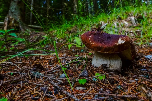 Merveilleux Grand Bolet Brun Frais Champignon Dans Une Forêt Été — Photo