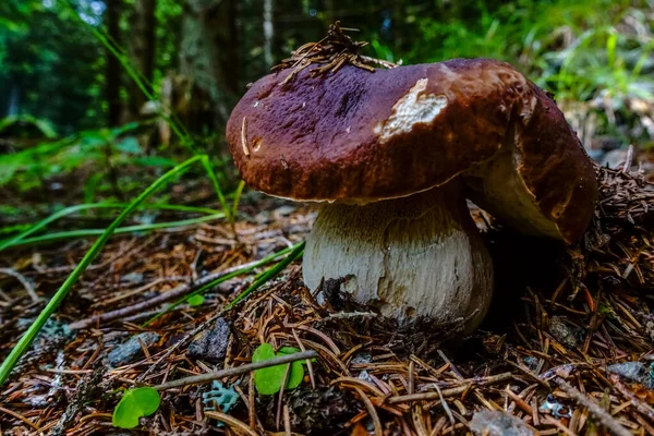 Wspaniały Duży Brązowy Świeży Boletus Mushmoom Lesie Szczegółowy Widok — Zdjęcie stockowe