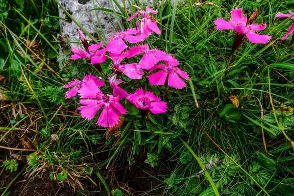 Καταπληκτικό Ροζ Λουλούδια Πράσινο Γρασίδι Ενώ Πεζοπορία Καλοκαίρι Στην Αυστραλία — Φωτογραφία Αρχείου
