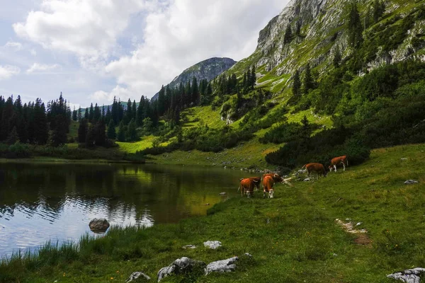 Koeien Die Staan Een Wandelpad Rond Een Bergmeer Het Oostenrijkse — Stockfoto