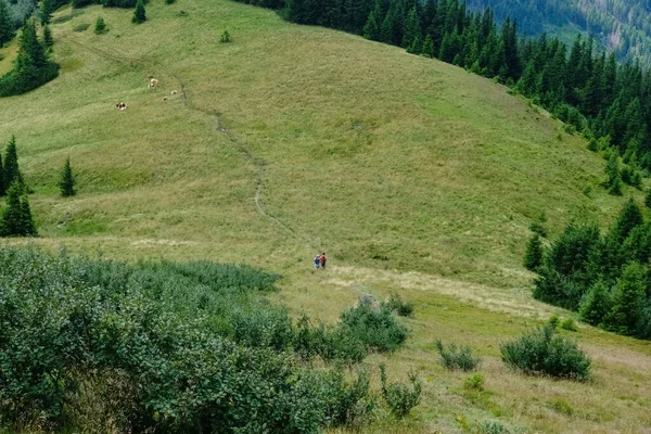 Caminho Caminhada Através Prado Com Caminhantes Vacas Uma Montanha Áustria — Fotografia de Stock