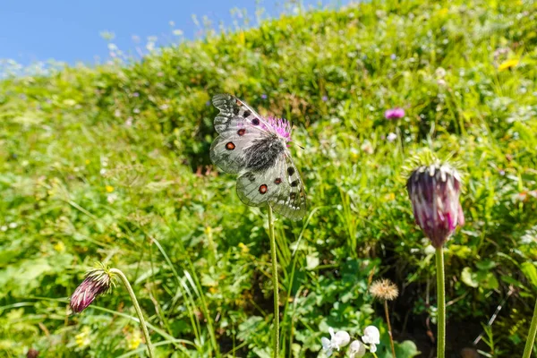 Montaña Apollo Una Flor Mientras Caminaba Reserva Natural Austria — Foto de Stock