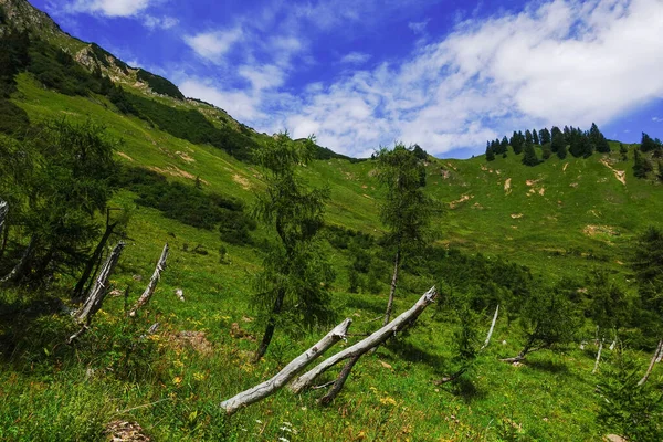Vieux Troncs Arbres Blancs Dans Paysage Montagne Verdoyant Autriche — Photo