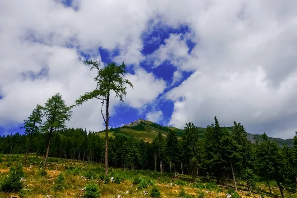 Соснові Дерева Під Час Походу Гори Багатьма Білими Хмарами Небі — стокове фото