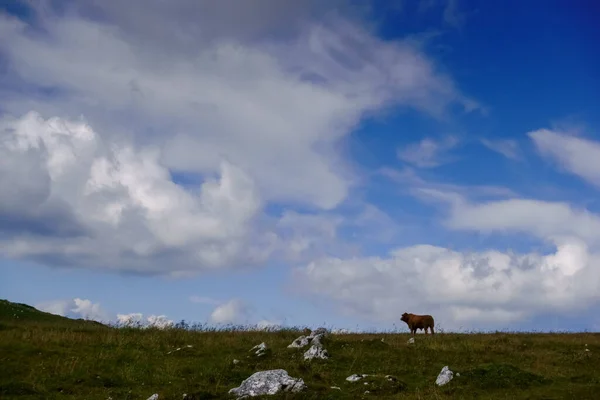 Solo Toro Pie Prado Con Rocas Nubes Cielo Azul — Foto de Stock