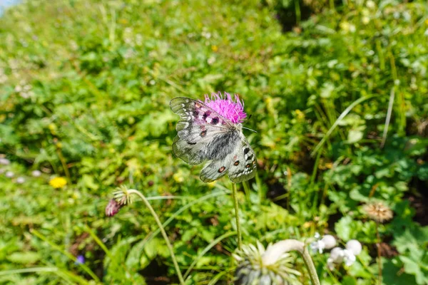 Mały Rzadki Górski Motyl Apollo Różowym Kwiecie Rezerwacie Przyrody — Zdjęcie stockowe