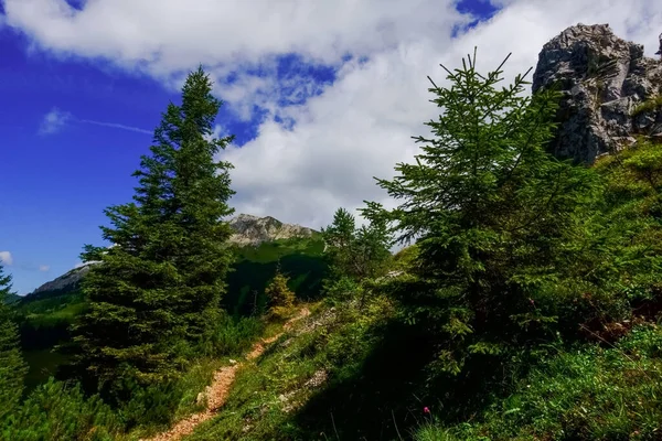 Camino Muy Empinado Entre Pinos Una Montaña Verano —  Fotos de Stock
