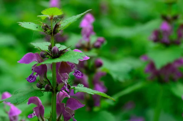 Φυτό με μοβ άνθη — Φωτογραφία Αρχείου
