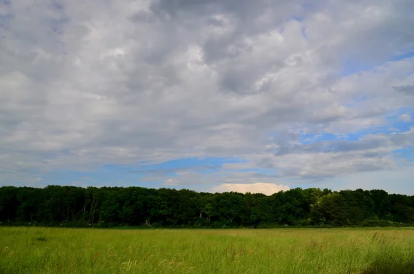 Orman ve bulutlar ile yeşil çayır — Stok fotoğraf