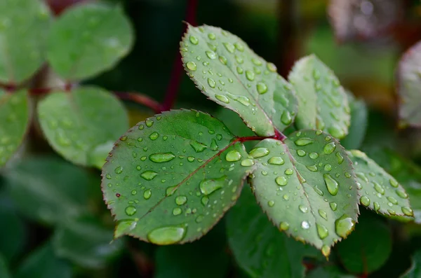 Gocce sui pedali rosa dopo la pioggia — Foto Stock