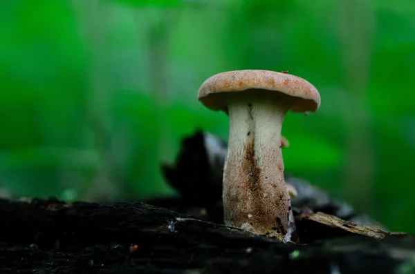 Mushroom on trunk with green — Stock Photo, Image