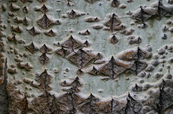 白樺の樹皮にパターン — ストック写真
