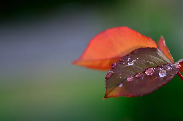 Raindrops on petals — Stock Photo, Image