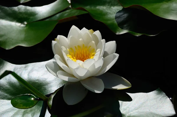 Water lily — Stock Photo, Image