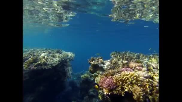 Πολύχρωμο κοραλλιογενή ύφαλο — Αρχείο Βίντεο