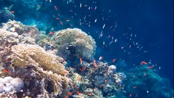 Πολύχρωμες κοραλλιογενείς — Αρχείο Βίντεο