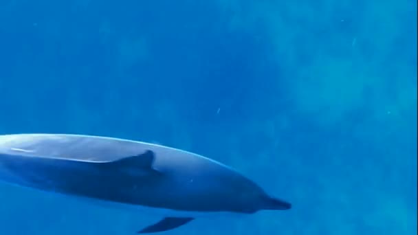 Delfines en el housebay — Vídeo de stock