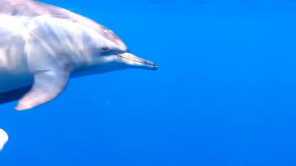 Dolphins very close — Stock Video