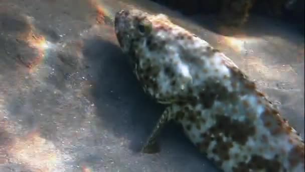 Peces en el fondo — Vídeo de stock