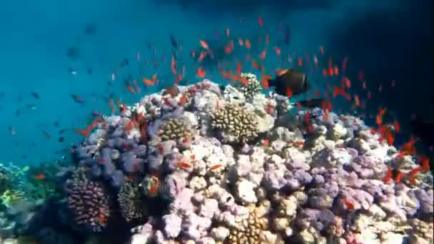 Peixe colorido — Vídeo de Stock