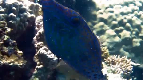Peixe de pedra de afiar — Vídeo de Stock