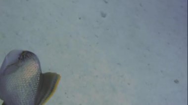 Yüzme yellowmargin triggerfish