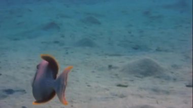 Denizde yellowmargin triggerfish görünüyor