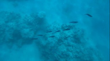 resif mürekkep balığı