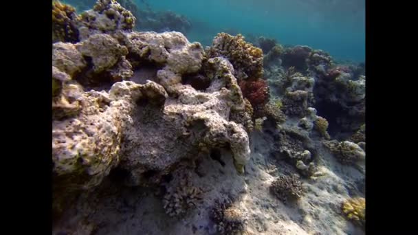 Coral y boxfish — Vídeo de stock