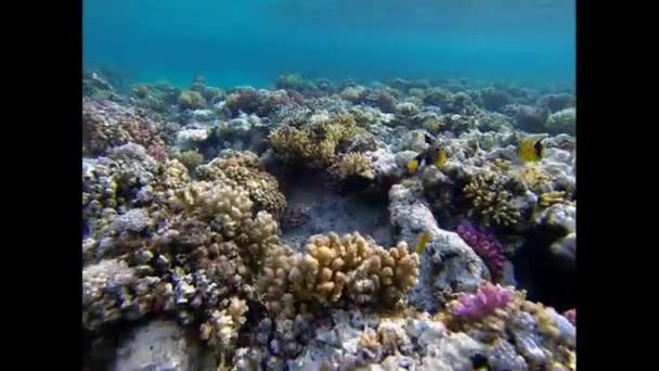 Barriera corallina — Video Stock
