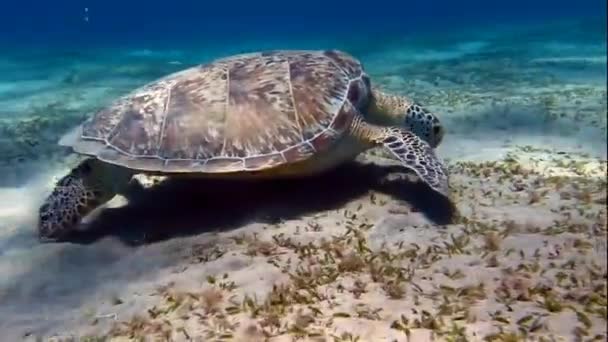 Tortuga marina está comiendo — Vídeos de Stock